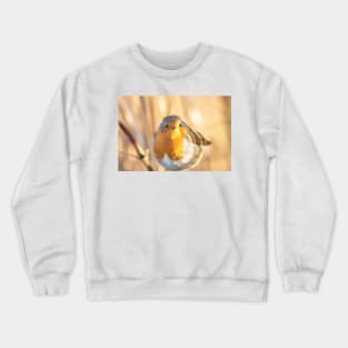 Robin portrait in golden light Crewneck Sweatshirt